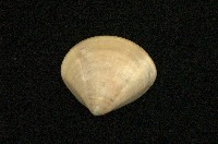 藏品(普通文蛤)的圖片